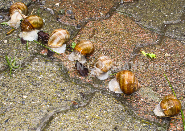 145 editions seb constant escargots