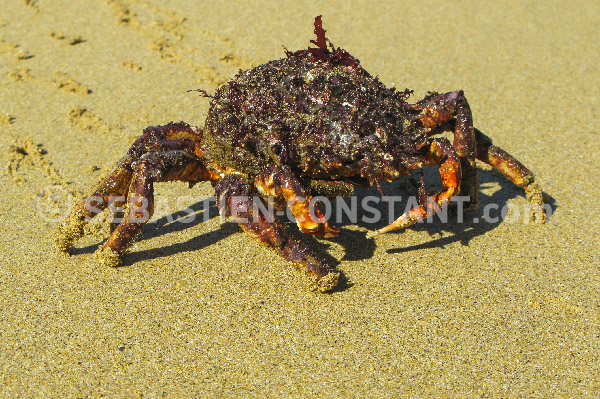 150 editions seb constant crabe